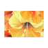 Rainbow Flame Hibiscus- Canvas